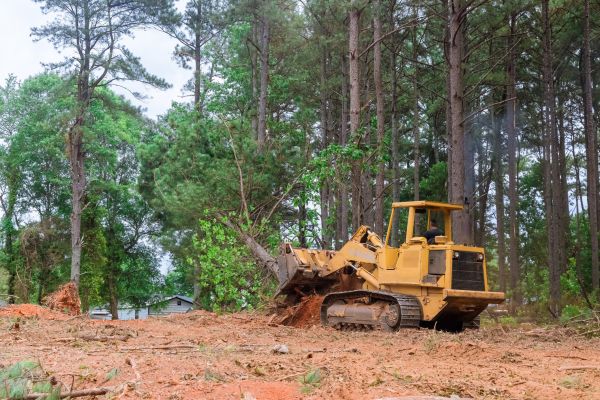 Forest Thinning in Lafayette