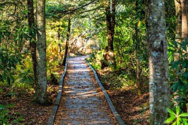 Trail Clearing in Lafayette