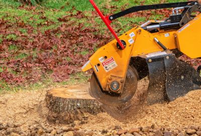 Stump Grinding and Root Removal
